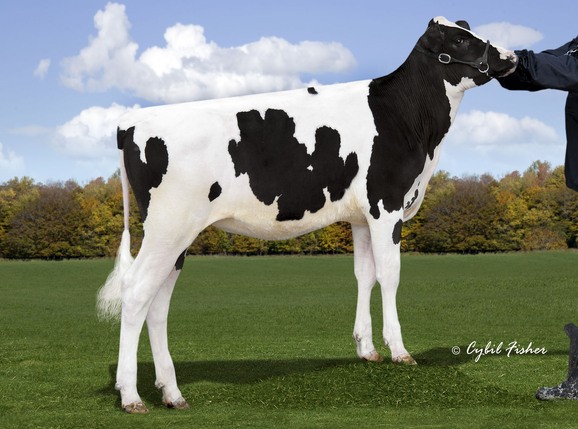 Tranquillity AC Drearys Ultra Tranquillity AC Drearys Ultra