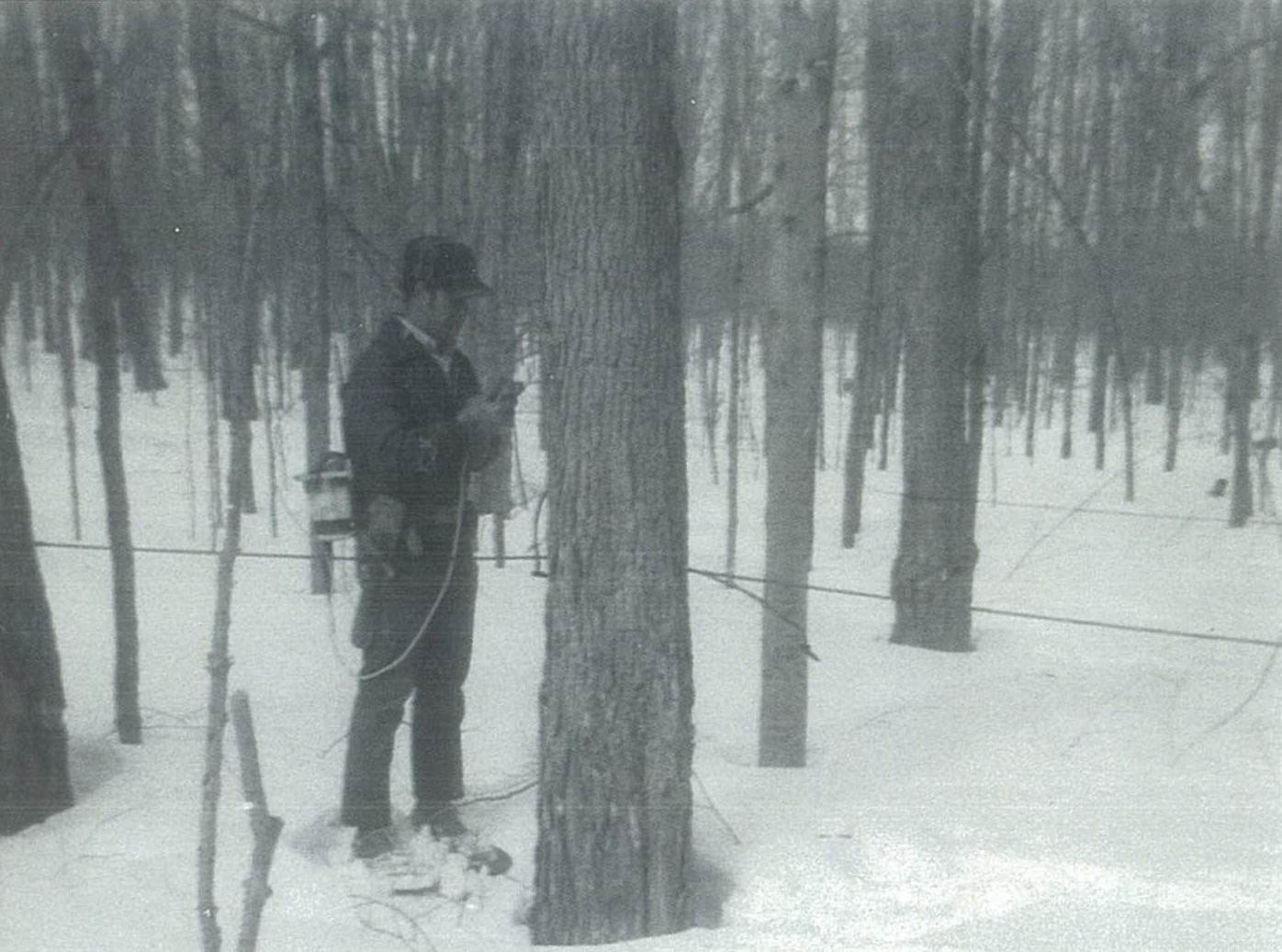 Tap maple trees