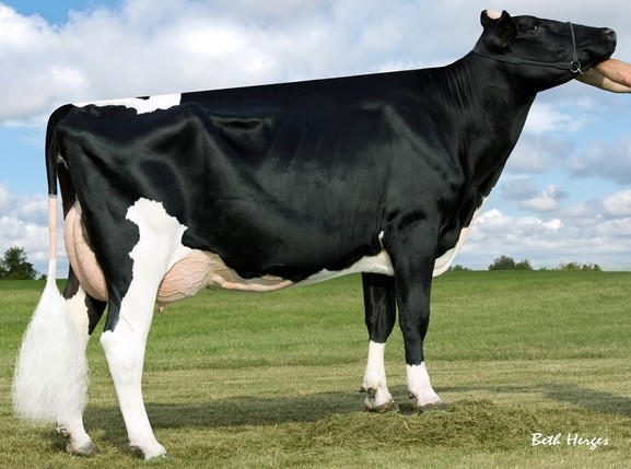 Ronelee Boliver Dreary VG-86 2Yr