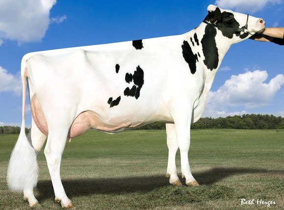 Ammon-Peachey Shana VG-87 2Yr