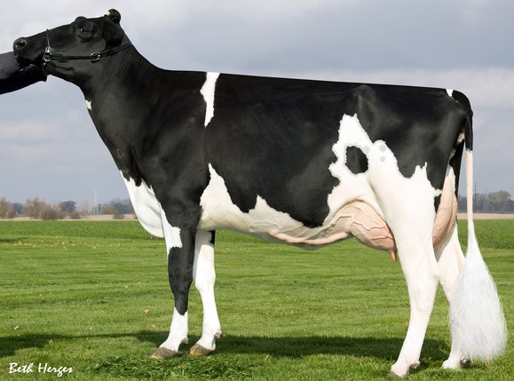 Ammon-Peachey Shauna VG-87 2Yr